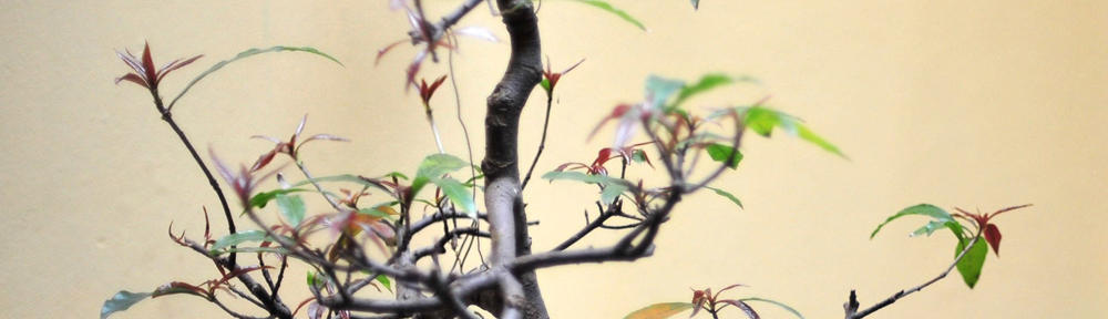 Hanna Romin MFA2 blog